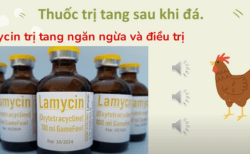 Lamycin - giải pháp hiệu quả trong việc trị tang sau khi đá